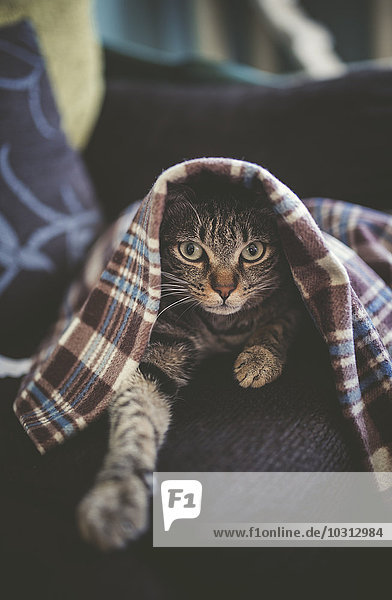 Portrait einer Katze  die sich unter einer Decke auf der Couch versteckt.