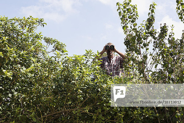 Mann schaut durchs Fernglas über Hecke