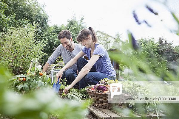 Smiling couple gardening in vegetable patch