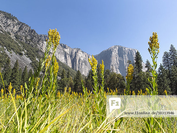 USA  Kalifornien  Yosemite Nationalpark  Sierra Nevada