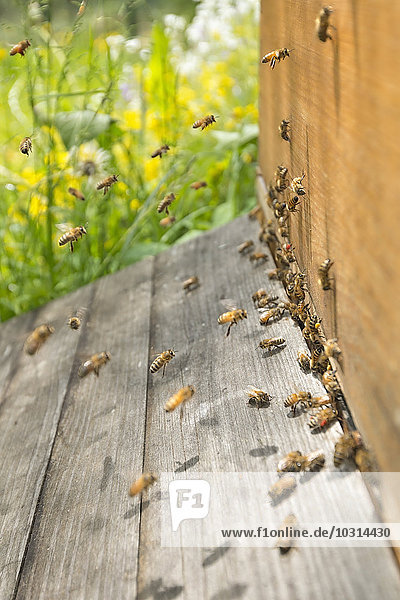 Deutschland  Baden-Württemberg  Überlingen  Bienenschwarm an der Bienenkiste