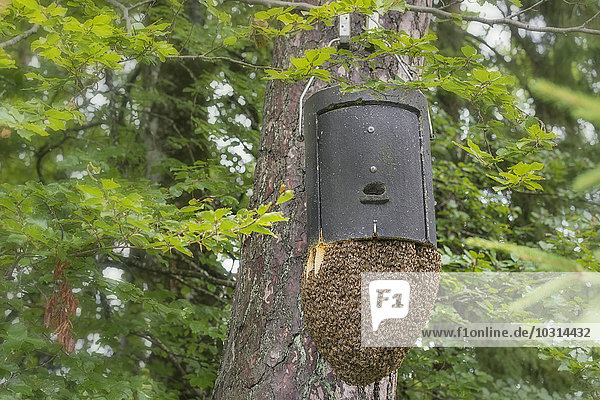 Deutschland  Baden-Württemberg  Überlingen  Bienenstöcke auf einer Überwinterungsbox für eine Fledermaus