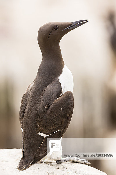 Great Britain  England  Northumberland  Farne Islands  Common Murre  Uria aalge