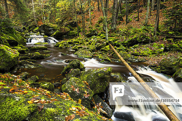 Deutschland  Nationalpark Bayerischer Wald  Steinbachklamm im Herbst