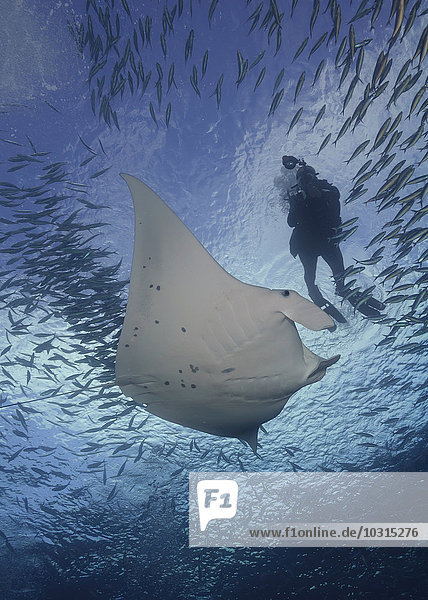 Mikronesien Palau Frauentauchen mit Manta alfredi