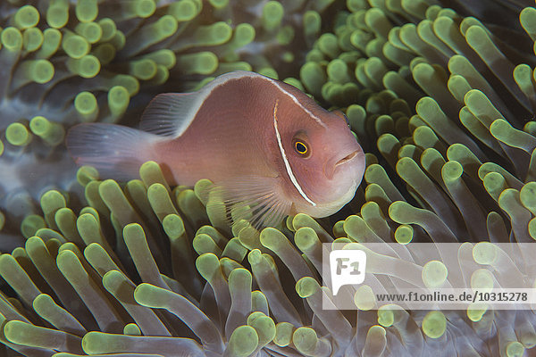 Malaysia Orangenskunk-Anemonenfisch Amphiprion sandaracinos