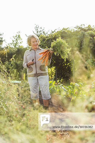 Senior woman harvesting carrots from vegetable patch
