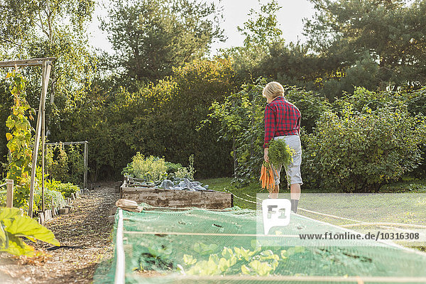 Seniorenfrau mit einem Haufen Karotten  die im Garten spazieren gehen