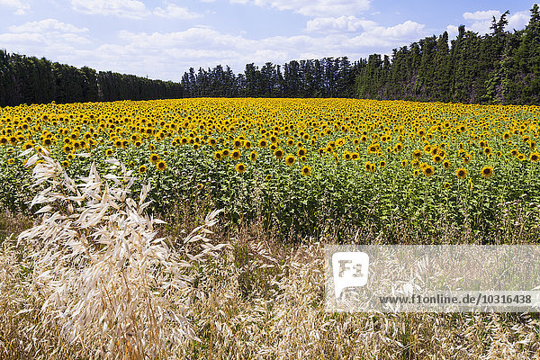 Frankreich  Provence  Blick auf Sonnenblumenfeld  Helianthus annuus
