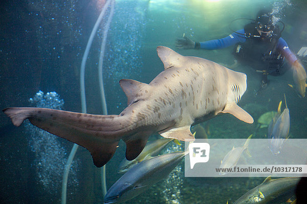 Shark and diver face to face in an aquarium