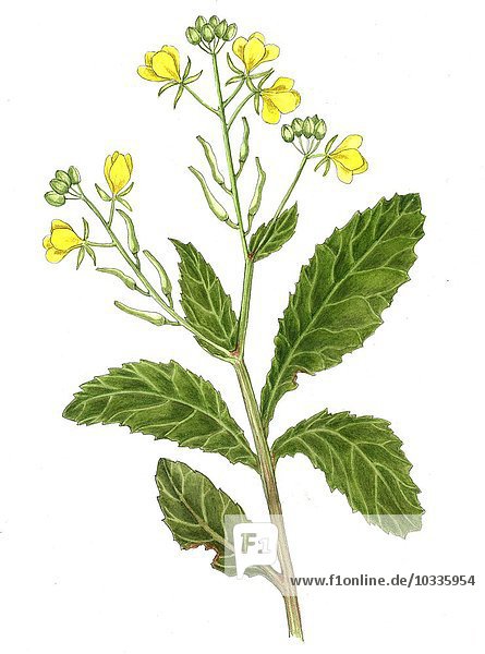 Wilder Senf - Zweig mit drei Blütensträuchern - von Sinapsis arvensis