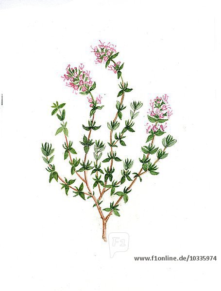 Thymian mit 3 Blüten - Thymus vulgaris