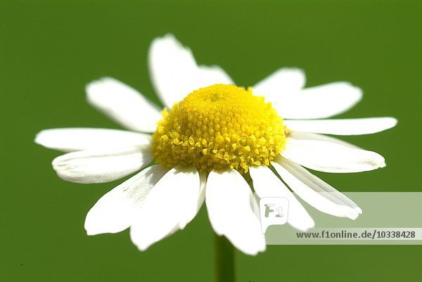 Kraut - weiße Blüte - Matricaria recutita - Chamaemelum nobile - Camomilla -