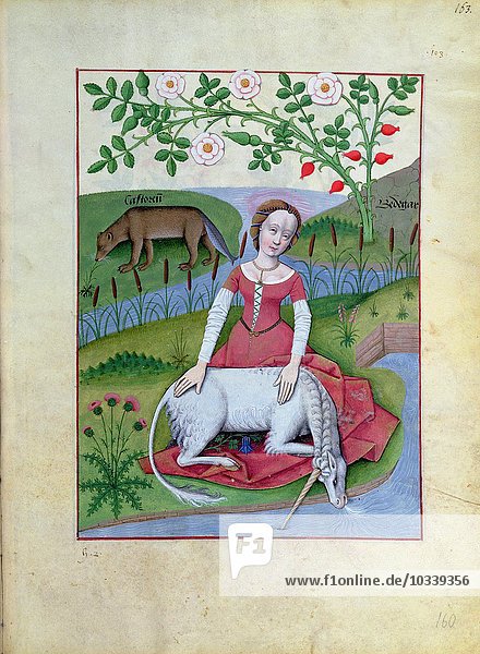 Ms Fr. Fv VI #1 fol.163r Illustration aus dem Buch der einfachen Arzneien von Mattheaus Platearius (gest. ca. 1161) um 1470 (Pergament)