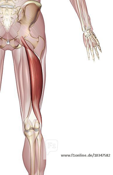An Inferior Posterior View Of The Muscles Of The Upper Leg Relative To The Skeleton The Long Head Of The Biceps Femoris Is Highlighted