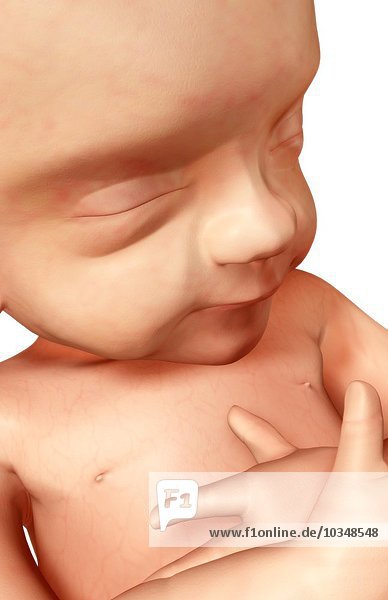 Human development. An image of a fetus in the second trimester is shown.