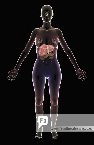 An anterior view of female body showing the organs of the upper digestive system including the liver the pancreas and the kidneys. The surface anatomy of the body is transparent. The mammary glands are also included.
