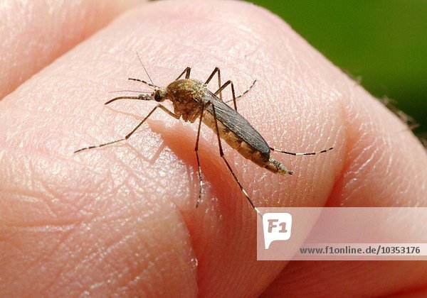 eine Stechmücke - Mücke - Stechfliege  die auf einem Finger sitzt