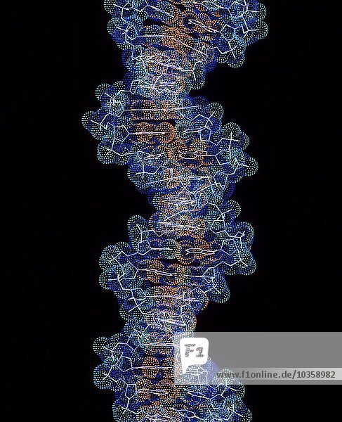 Computergrafik eines Abschnitts der Beta-DNA