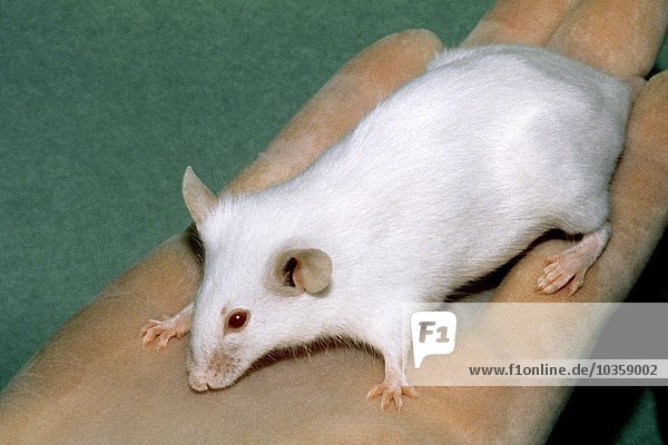 Schwere kombinierte Immunschwäche Maus