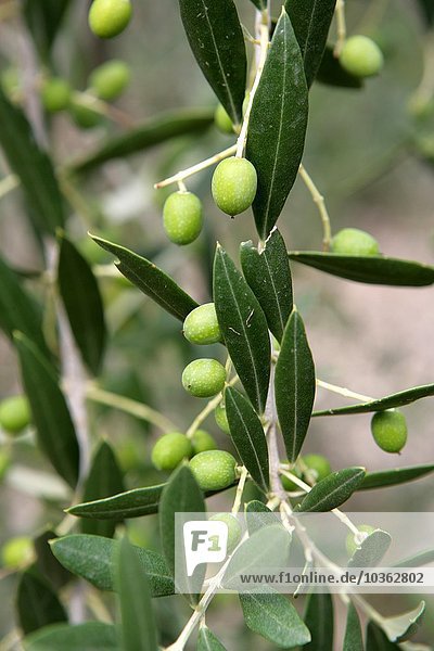 Spanien : Oliven an einem Olivenbaum