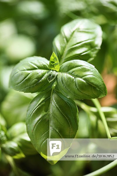Kräuter  Basilikum  ( Ocimum basilicum )