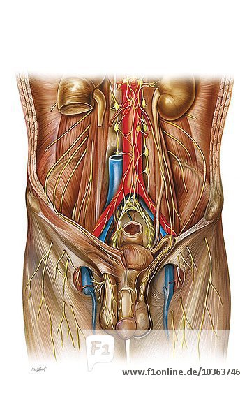 Anatomie der Beckenknochen