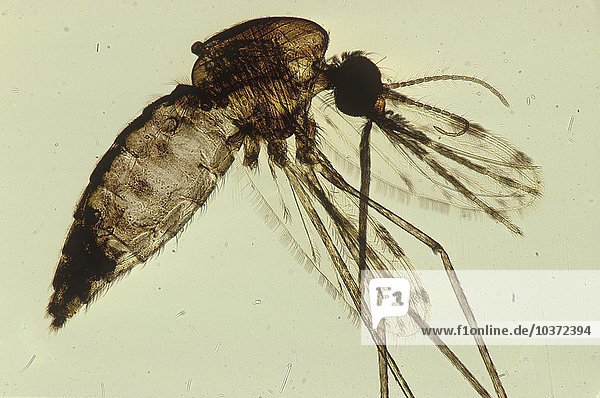 Weibliche Anopheles-Mücke  der Überträger der Malaria. LM.