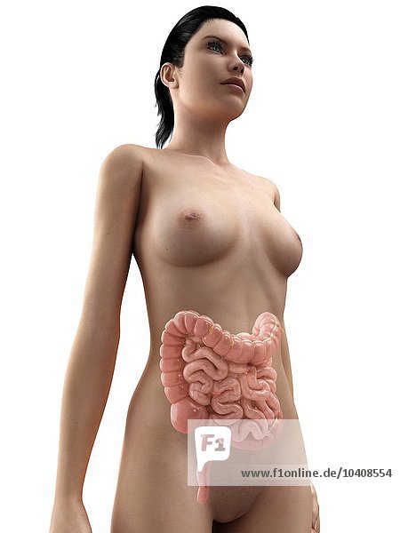 Healthy intestines  artwork