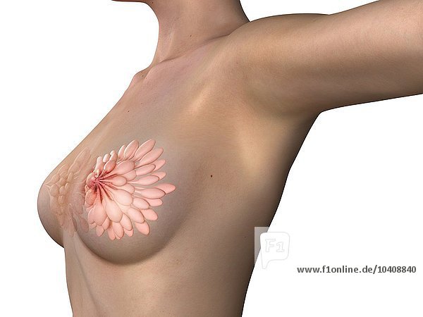 Anatomie der Brüste  Kunstwerke