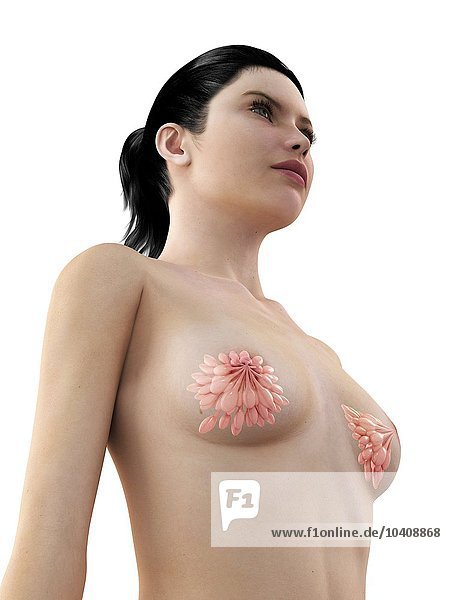 Anatomie der Brüste  Kunstwerke