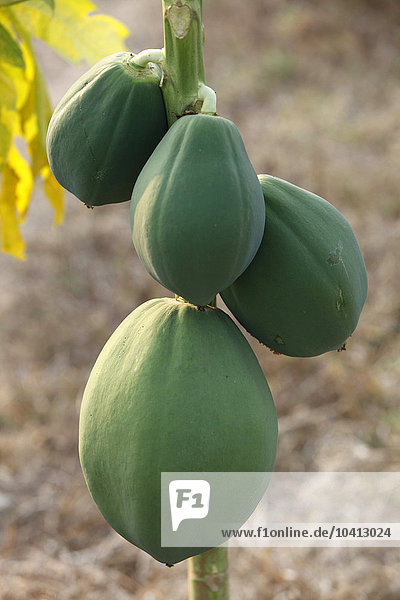 Baum Papaya Indien