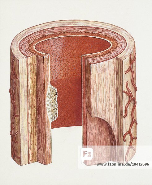 Medizin: Menschlicher Körper: Kreislaufsystem  Arterie  Illustration