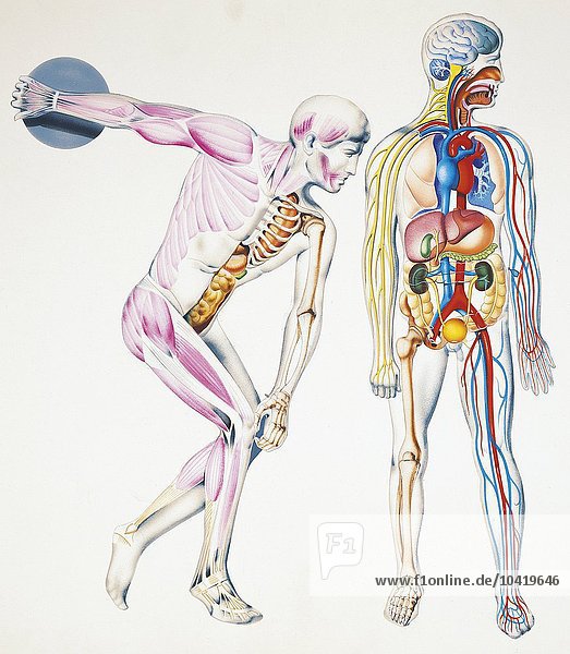Illustration des menschlichen Körpers