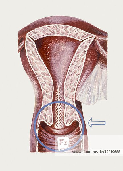 Medizin: Menschlicher Körper  Reproduktionssystem  Gebärmutter  Illustration