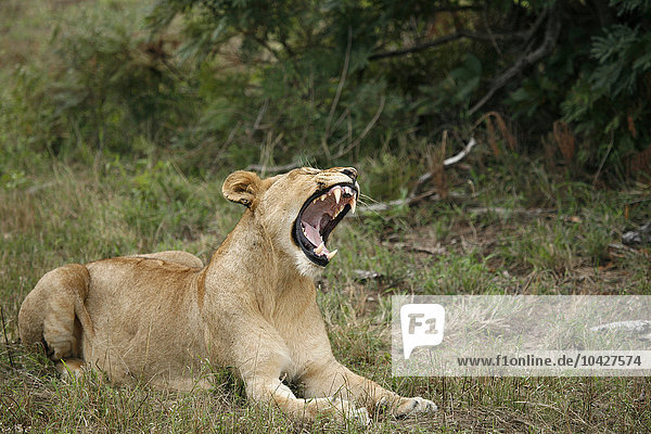 Sabi Sand Game Reserve. Lion.