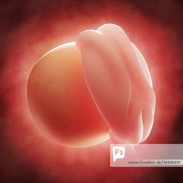Embryo im Alter von 4 Wochen  Computergrafik.
