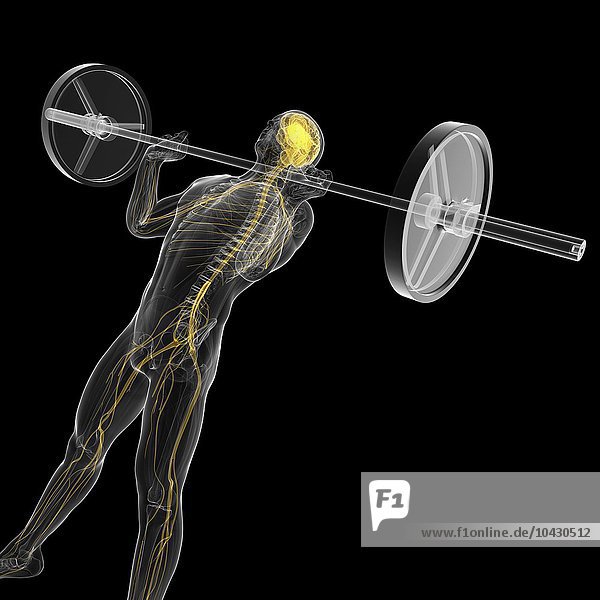 Gewichtheber. Computergrafik eines Gewichthebers mit Hervorhebung des zentralen Nervensystems.