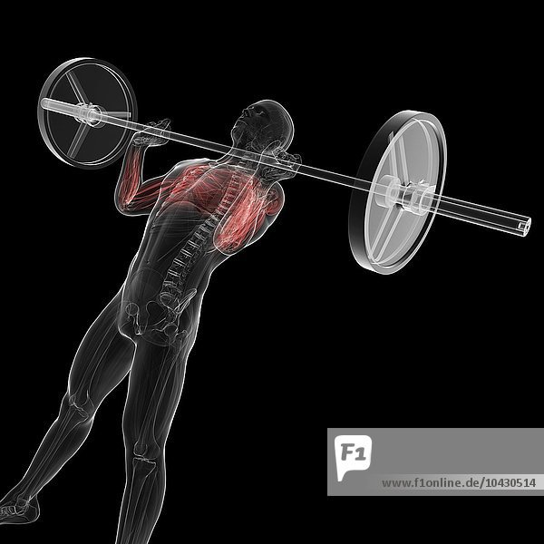 Gewichtheber. Computergrafik eines Gewichthebers mit hervorgehobenen Arm- und Brustmuskeln.