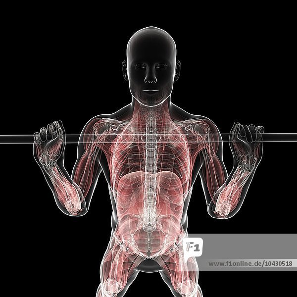 Gewichtheber. Computergrafik eines Gewichthebers mit hervorgehobenen Muskeln.