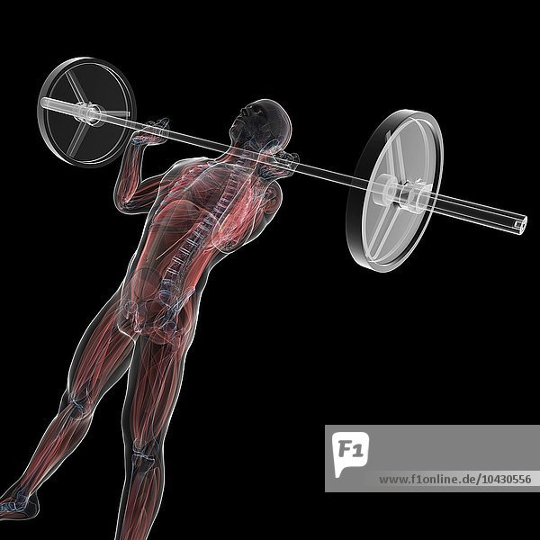 Gewichtheben. Computergrafik einer menschlichen Figur  deren Muskeln hervorgehoben sind  die Gewichte hebt.