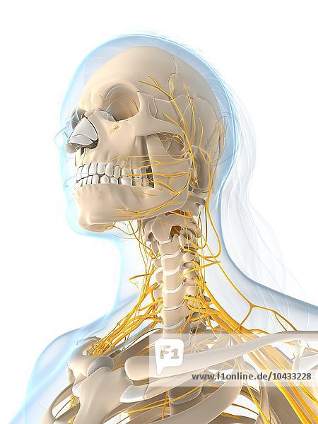 Weibliches Nervensystem  Computerkunstwerk. Kopf und Schultern Weibliches Nervensystem  Kunstwerk