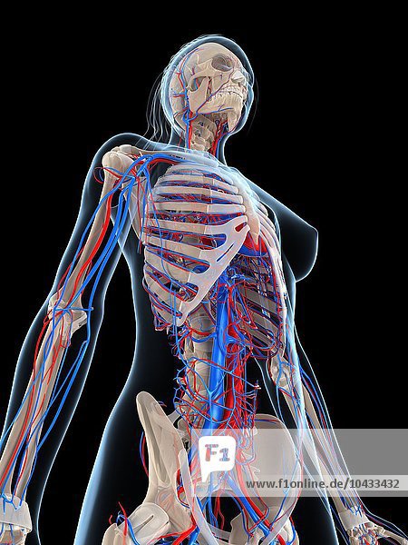 Female vascular system  computer artwork. Female vascular system  artwork