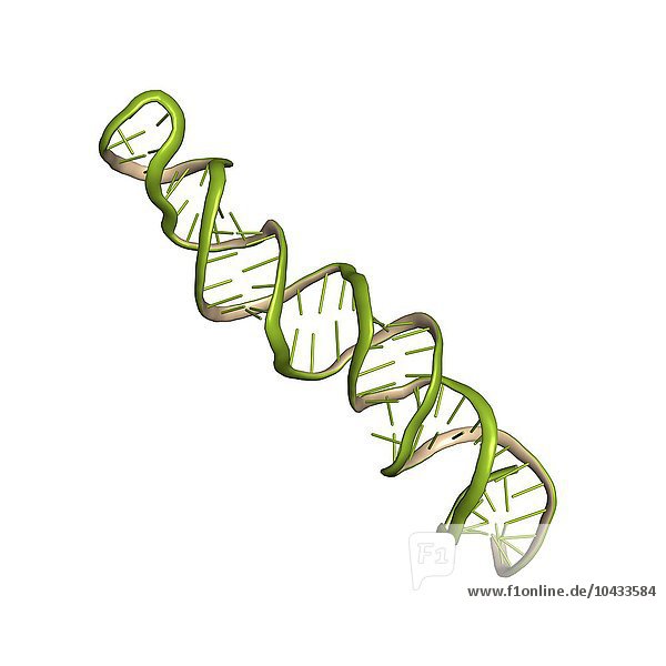 Vorläufer der microRNA (miRNA)  molekulares Modell. Dieser miRNA-Vorläufer (Mikro-Ribonukleinsäure) wird zu einem noch kürzeren reifen miRNA-Oligonukleotid weiterverarbeitet  das die Expression eines Zielgens regulieren kann. Bei dem hier gezeigten Vorläufer handelt es sich um die menschliche miR-17-Stammschleife (hsa-mir-17)  von der angenommen wird  dass sie bei verschiedenen Arten von Brustkrebs eine Rolle spielt. MicroRNA-Vorläufermolekül