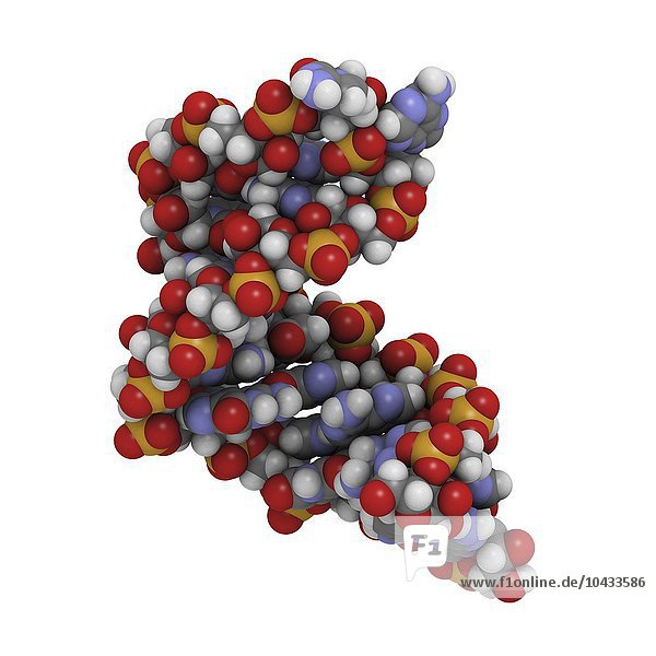 MicroRNA (miRNA)  molekulares Modell. Dieses miRNA (Mikro-Ribonukleinsäure)-Oligonukleotid reguliert die Expression eines Zielgens. Bei der hier gezeigten miRNA handelt es sich um die menschliche miR-17-Stammschleife (hsa-mir-17)  von der angenommen wird  dass sie bei verschiedenen Arten von Brustkrebs eine Rolle spielt. MicroRNA-Molekül