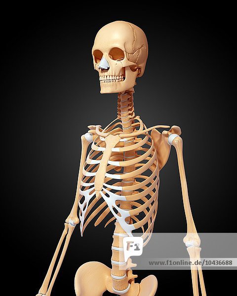 Female skeleton  computer artwork. Female skeleton  artwork