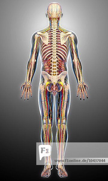 Männliche Anatomie  Computerkunstwerk Männliche Anatomie  Kunstwerk