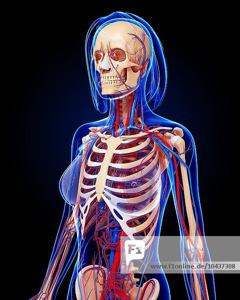 Female anatomy  computer artwork. Female anatomy  artwork