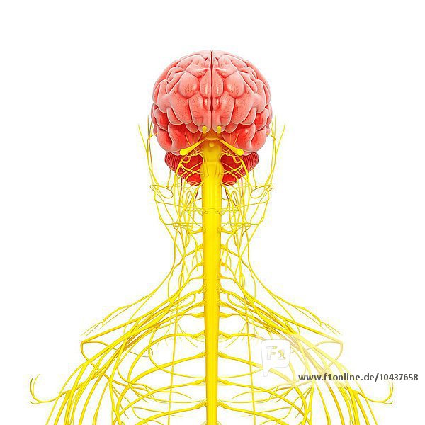 Menschliches Nervensystem  Computerkunstwerk Menschliches Nervensystem  Kunstwerk