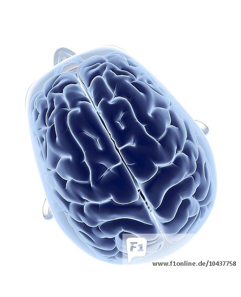 Menschlicher Kopf und Gehirn  Draufsicht  Computerkunstwerk  Kopf und Gehirn  Kunstwerk